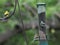 Three Yellow American Goldfinches on Bird Feeder