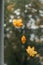 Three yellow autumn leaves on a wet window. Autumn rainy weather, sadness and sadness concept