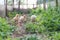 Three yellow baby chicks walk at eye level, peck at grass. Two weeks old chickens, front view. Selective focus