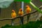 Three yellow bird standing on the branch in cage.