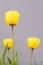 Three yellow blooming tulip plants on gray background