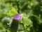 Three Yellow brimstone butterfly blossom of a thistle