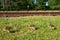 Three yellow canadian goose chicks walking on the grass along the railroad tracks with green trees on the background