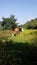 Three yellow cattle grazing in the mountains