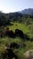 Three yellow cattle grazing in the mountains