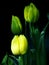Three Yellow colour Tulip with green leaf
