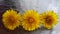 three yellow dandelion flowers on glass table