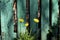 Three yellow dandelions on a background of a stupidly flaky green painted fence made of planks.