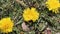 Three yellow dandelions on the green grass close up against the background of singing birds and grasshoppers