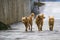 Three yellow dogs pet with puffy tails outdoors