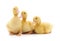 Three yellow ducklings.