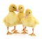 Three yellow ducklings.