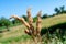 Three yellow faded dry spikes in the field