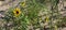 Three Yellow flowers on grassy dune