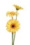 Three yellow gerbera daisy flower