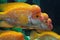 Three yellow hump sea fish