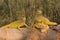 Three yellow iguanas are sunbathing