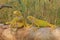 Three yellow iguanas are sunbathing on dry wood.