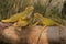 Three yellow iguanas are sunbathing on dry wood.