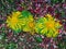 Three yellow inula flowers