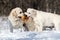 Three yellow labradors in winter in snow with a toy