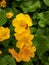 Three Yellow Marsh Marigold Flowers in Green Leaves