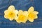 Three Yellow Narcissus in a Jeans Pocket