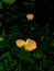 three yellow almost orange chrysanthemum flowers on the shady lawn of a fairytale park