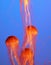 Three yellow-orange jellyfish