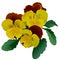 Three yellow pansy flowers