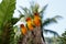 Three Yellow Parrots in a tree in Phuket Island, Thailand