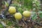 Three Yellow Puffball Mushrooms