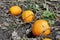 Three yellow pumpkins