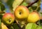 three yellow speckled apples grow on a branch, close-up fruit