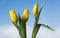 Three yellow tulips on clean blue sky background, bouquet of tulip flowers on windowsill. Hello spring