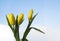 Three yellow tulips on clean blue sky background, bouquet of tulip flowers on windowsill. Hello spring