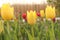 Three yellow tulips closeup in a flower garden in springtime in holland