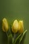 Three yellow tulips top view on green background lying in the sunshine