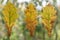 Three yellowed oak leaves on glass against blurred background