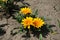 Three yellowish orange flowers of Gazania rigens in July