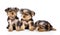 Three Yorkshire Terrier puppies. on white background