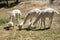 Three young Alpacas grazing