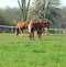 Three young Belgian horses