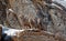 Three young Bighorn Sheep on snowy cliff\'s edge near Jackson Wyoming