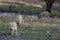 Three young boar pigs