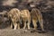 Three young boar pigs from behind