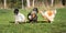 Three young Brahma roosters are grazing on the pasture