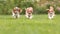 Three young cavalier king charles spaniel dogs are running and jumping together on green grass