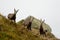 Three young chamois in fog in Tatra mountains