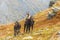 Three young chamois graze on a grassy slope in the autumn in the Western Tatras.